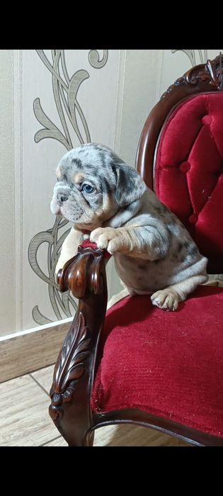 Мерле французский бульдог