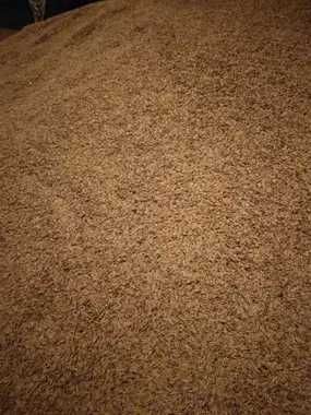 Sprzedam owies . Zbiór żniwa 2025r.