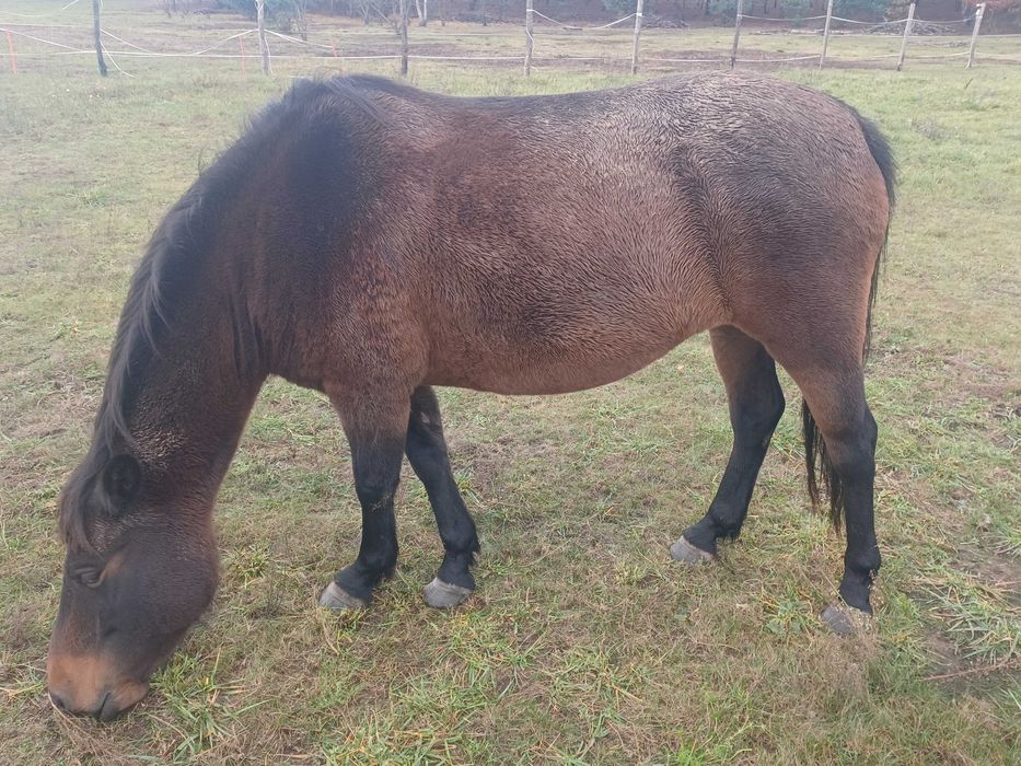 Sprzedam klacze huculskie