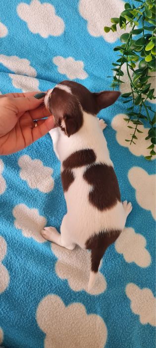 Excecional mini Chihuahua/Chiuaua LinhagemRussa. Qualidad