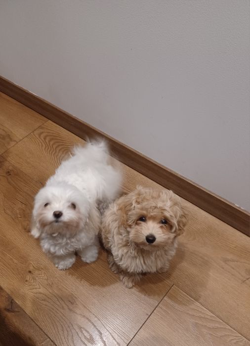 Piesek Maltipoo z chipem i rodowodem