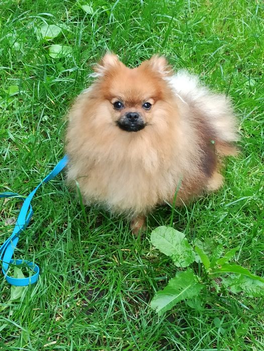 Кінолог, послуги кінолога