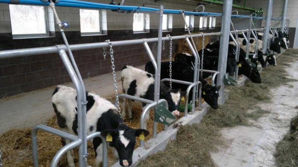 stanowiska dla krów wygrodzenia dla bydła wygrody ocynk maty