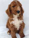 Irishdoodle F1b Standard Boy
