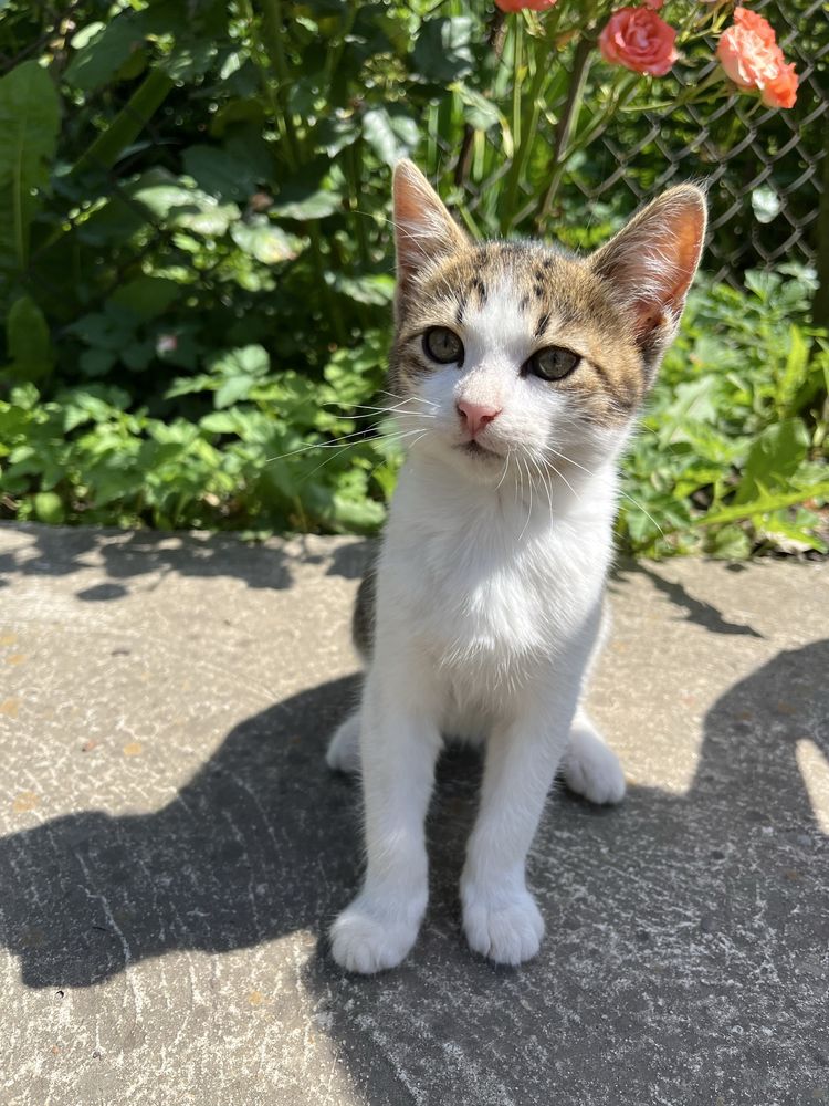 Віддам котиків безкоштовно. с.Демянів, м.Бурштин