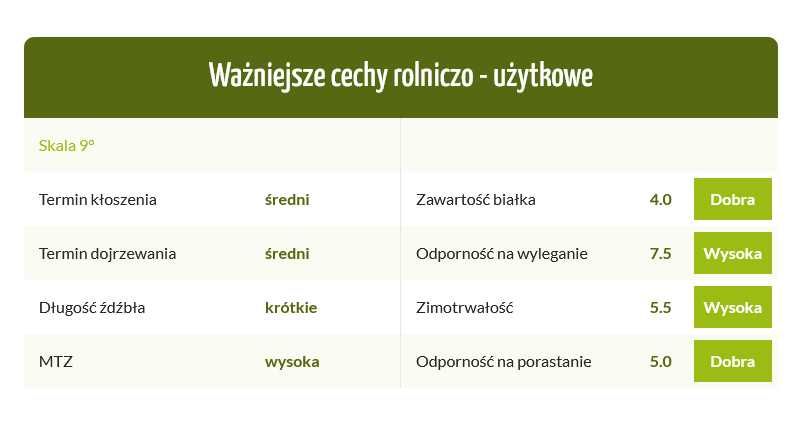 Pszenżyto ozime KASYNO C1, nasiona kwalifikowane NOWOŚĆ