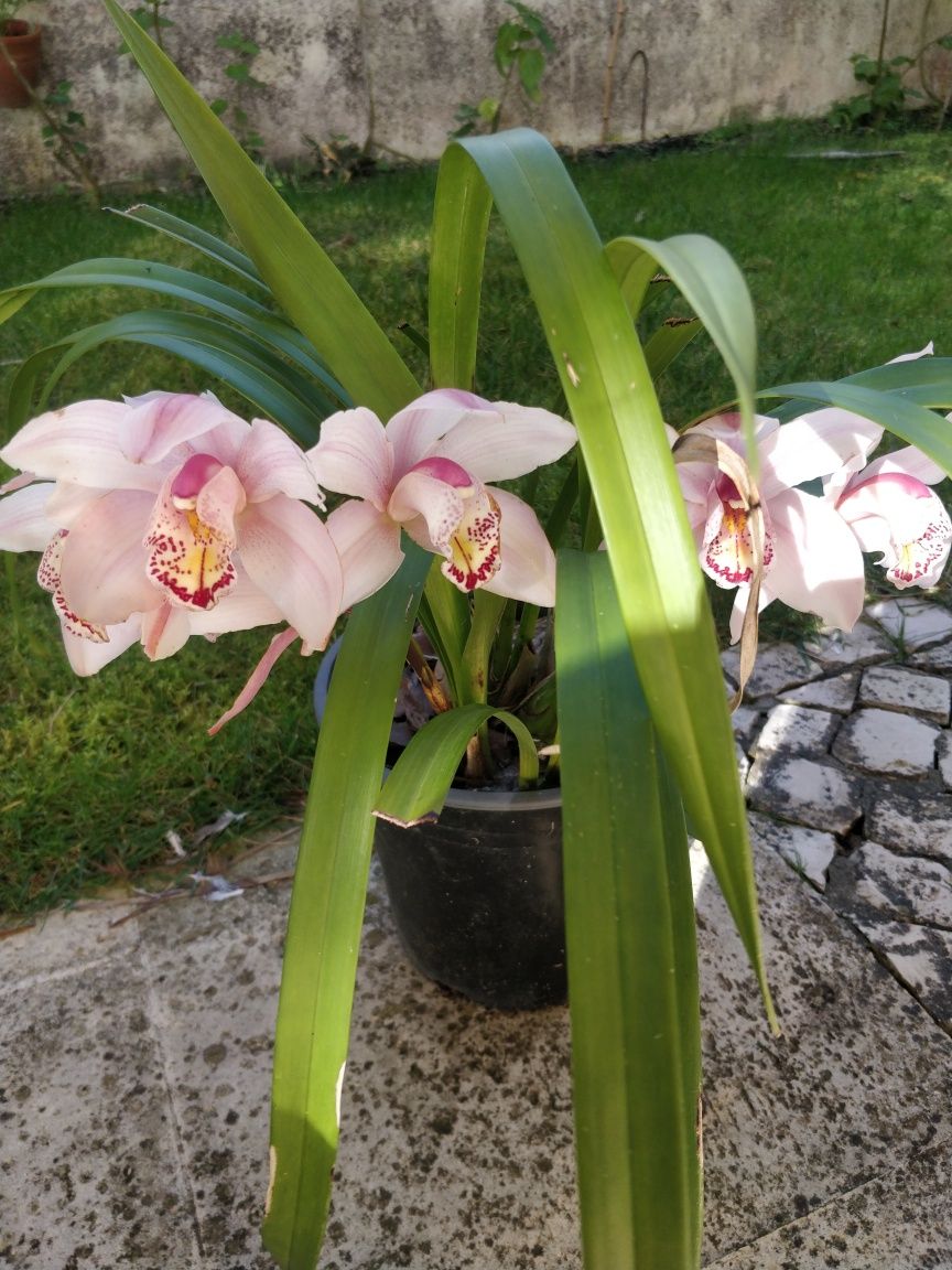 Plantas de jardim, orquídeas e Palmeiras de leque .