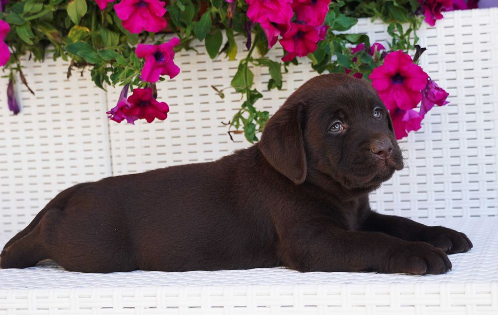 Labrador Retriever FCI ZKwP czekoladowy PIES