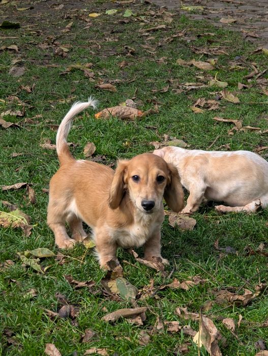 Дівчинка такса міні довгошерстна, Київ.