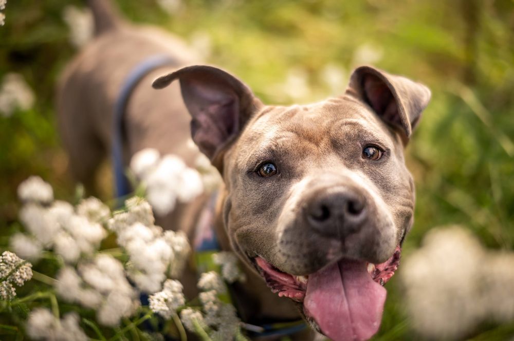 Sunia amstaff Lara do dobrego domu