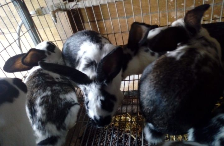 Vendo coelhos alimentados a feno