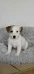 Jack Russell Terrier FCI piesek