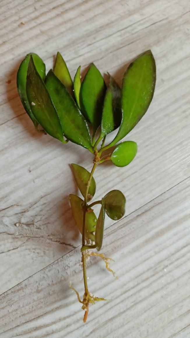 Hoya Rosita 1 sadzonka