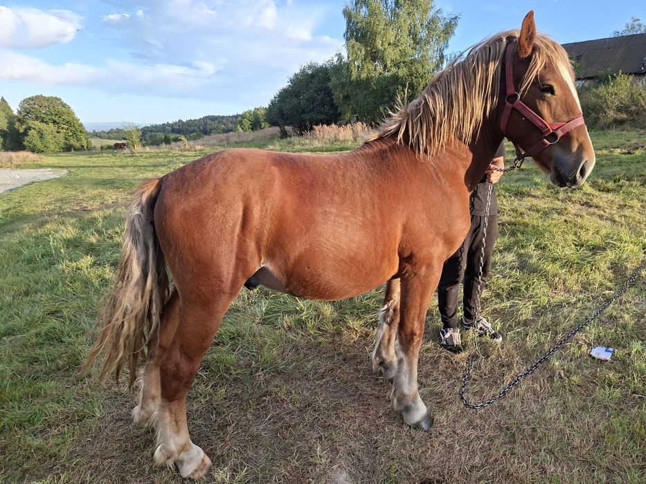 Sprzedam ogierka zimnokrwistego