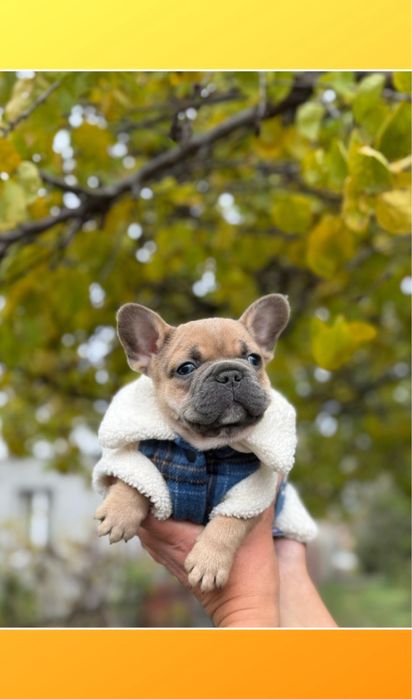 Кращий з кращих міні франц бульдог