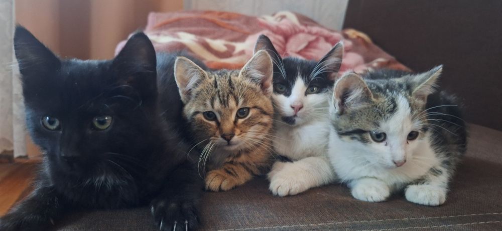 Oddam kociaki 10 tygodni