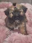 Cebulka unikatowe cudeńko shih tzu czeka na dom