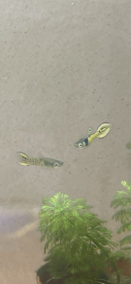 Guppys para venda