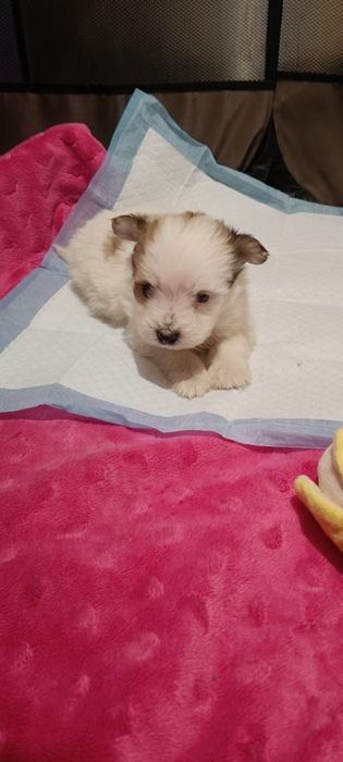 Hawańczyk biało rudy chlopiec