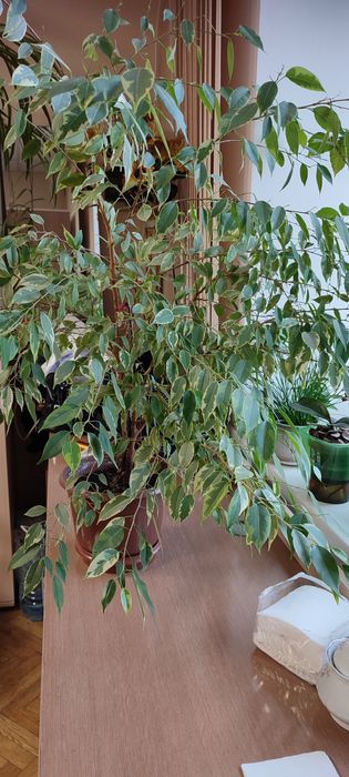 Продам фікуси і дифенбахію