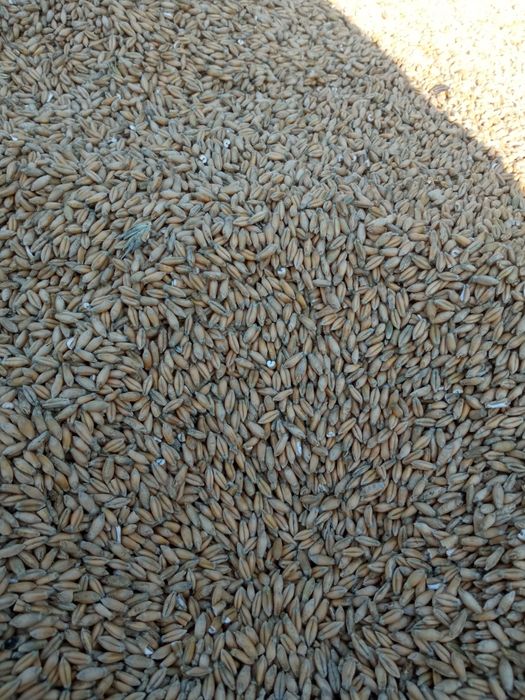 Sprzedam owies i pszenzyto workowane