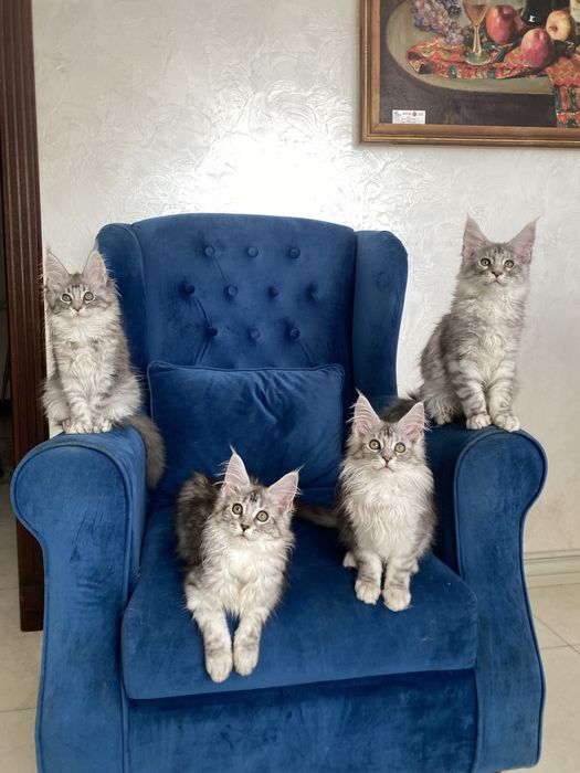 Кошенята мейн кун в розпліднику
