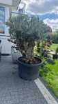 Drzewo oliwne Oliwka bonsai olive tree gruby Pień Olea Europea