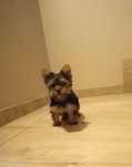 Yorkshire Terrier-szczeniak