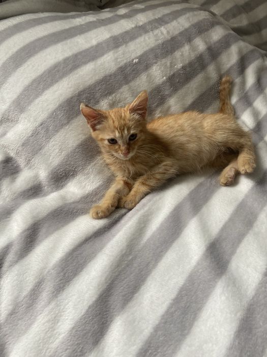 Рудий котик в добрі руки