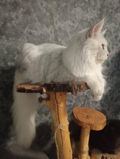 Kotka Maine Coon gotowa do zmiany domu.