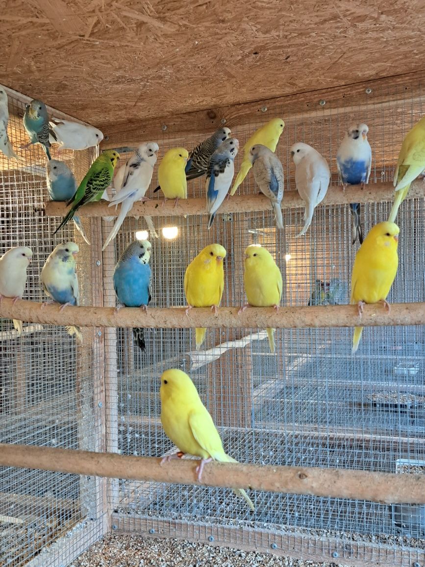 Papugi faliste różne kolory