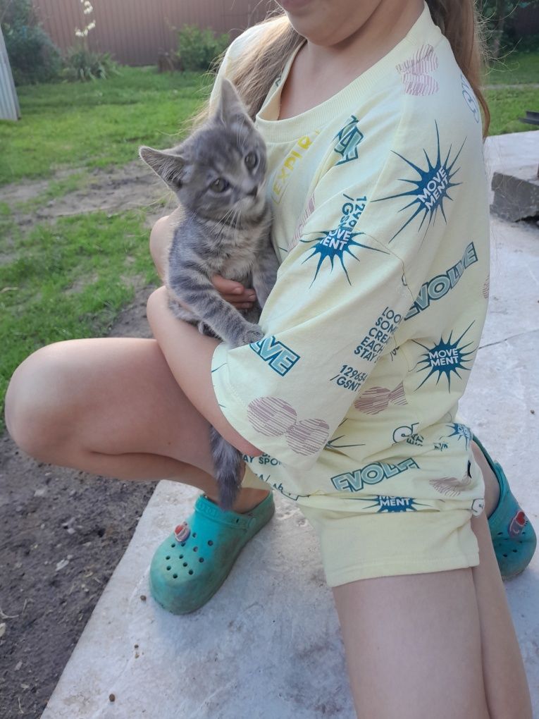 Віддам в добрі руки кошеня
