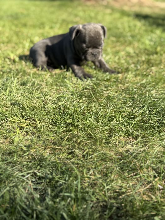 Sunia buldog francuski