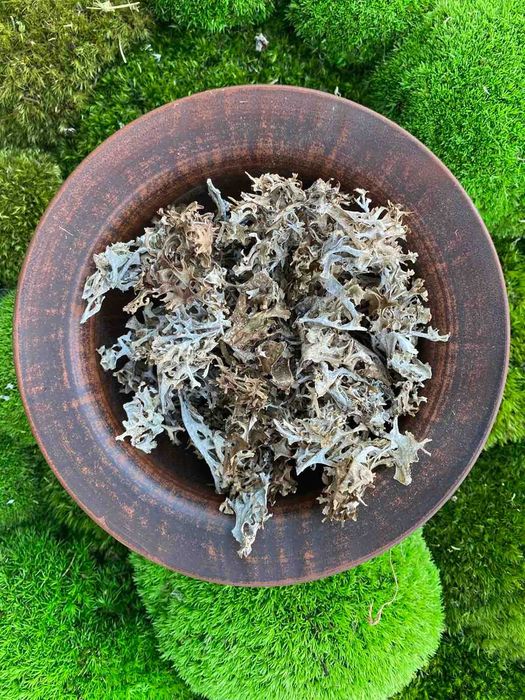 Ісландський мох,Исландский мох