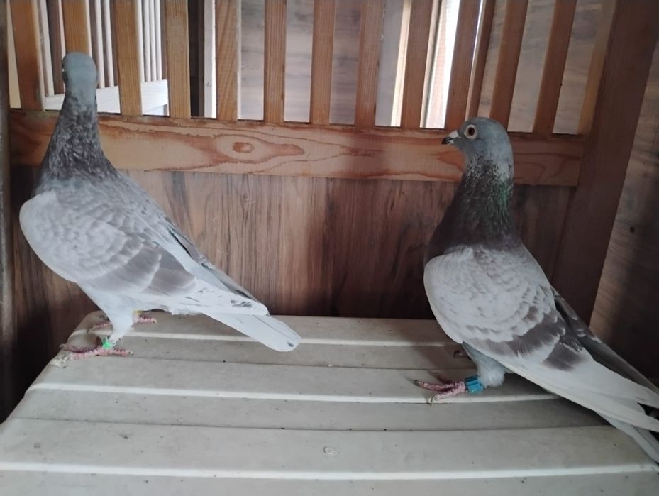 Gołębie pocztowe lotniki pary rozpłodowe