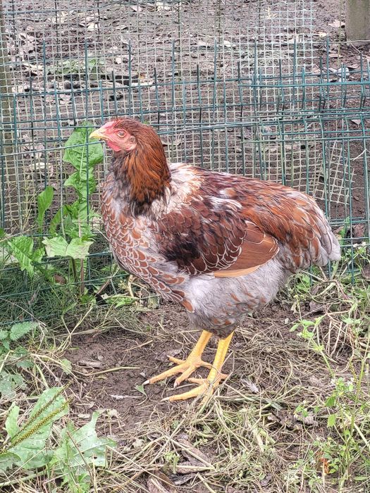 Wyandotte - sprzedam koguty