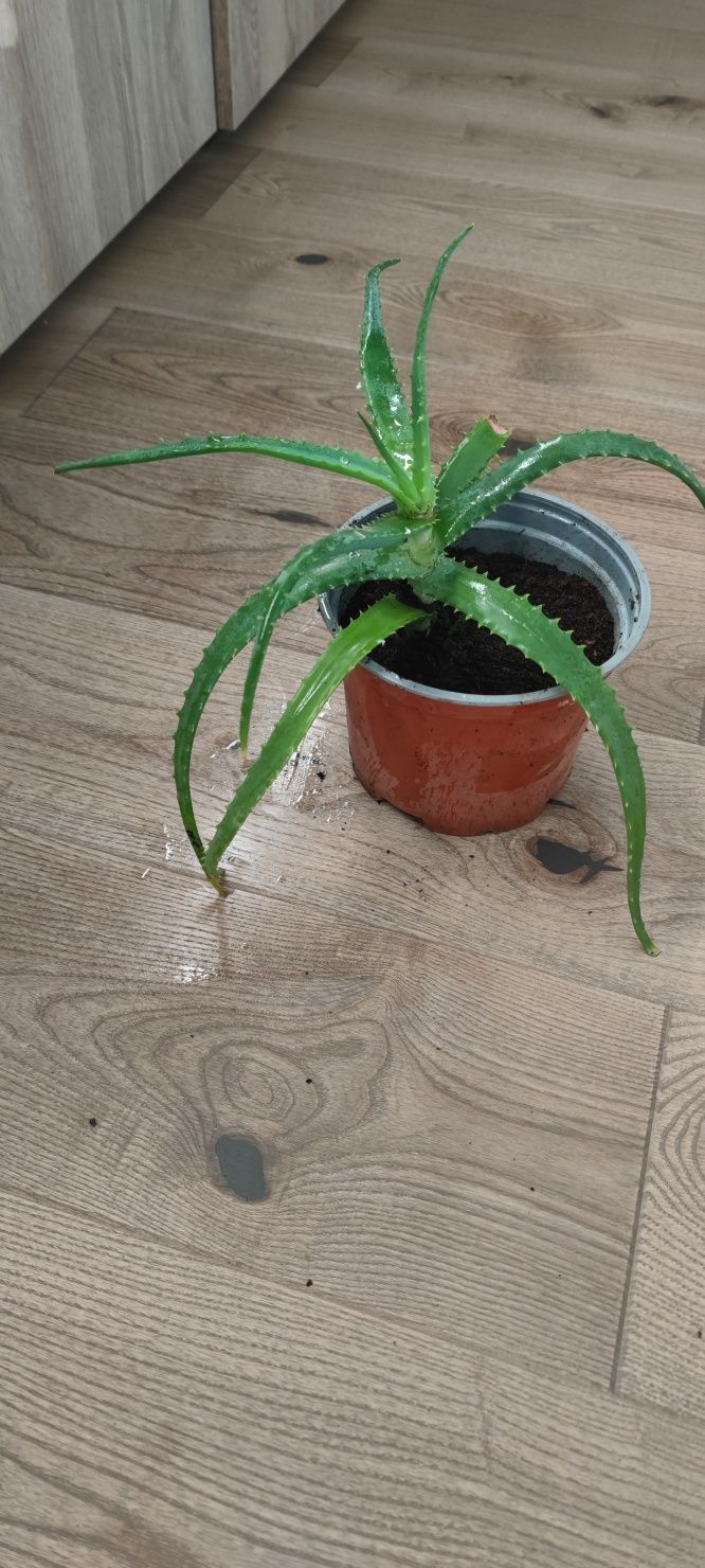 Aloes drzewiasty sadzonki do domu