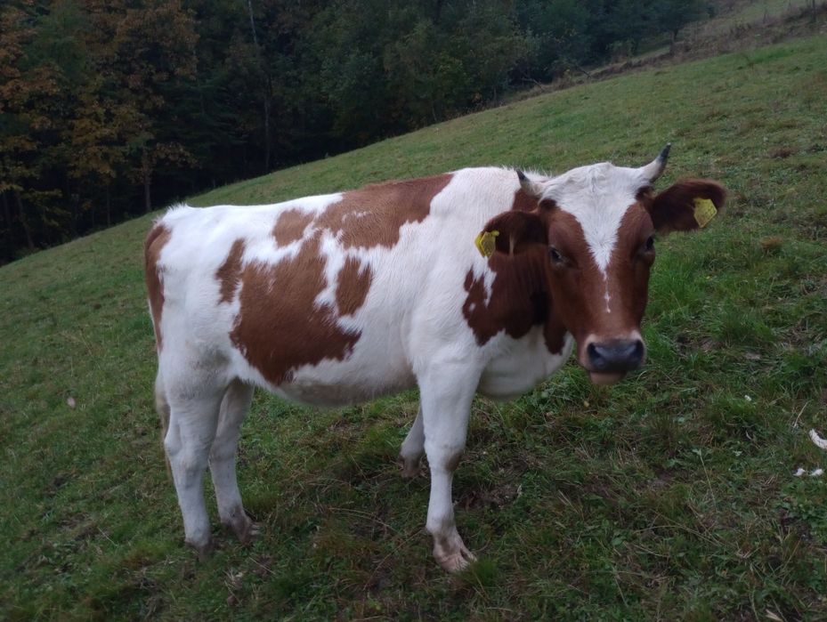 Sprzedam cielną jałówkę