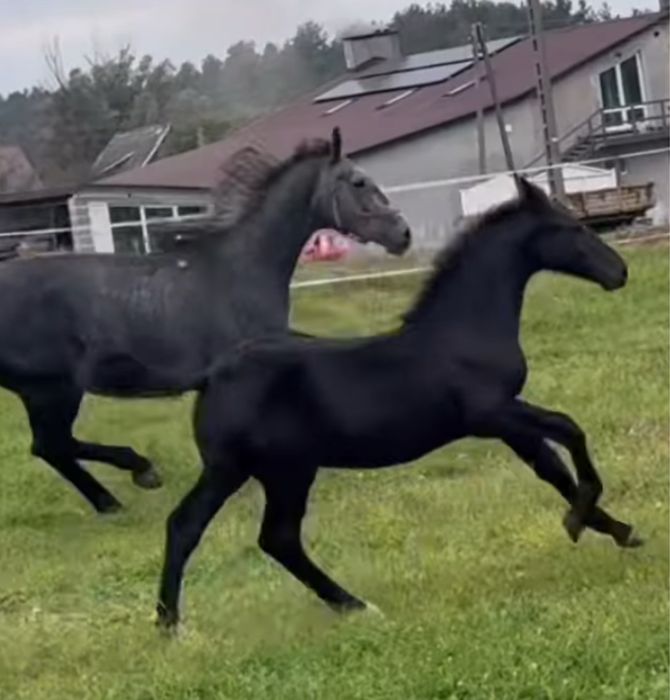 Piekna klacz Śląska