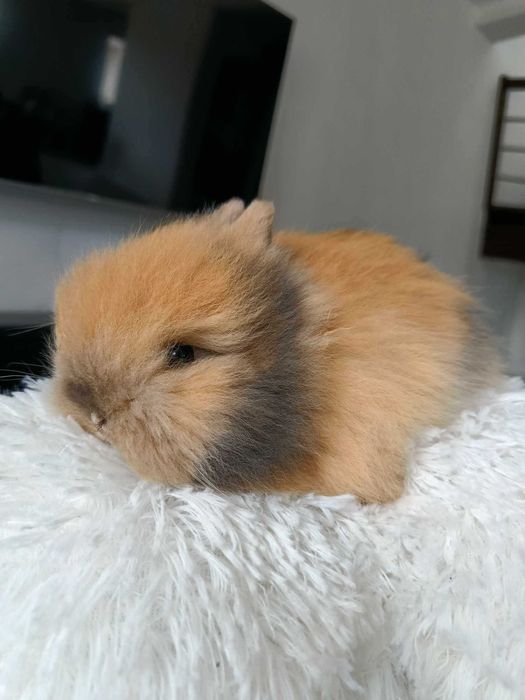 Mini lop karzełek Teddy hodowla zarejestrowana