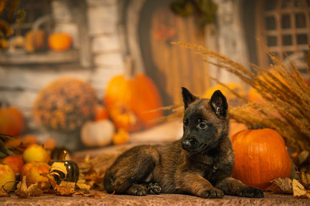 Owczarek Belgijski Malinois suka FCI