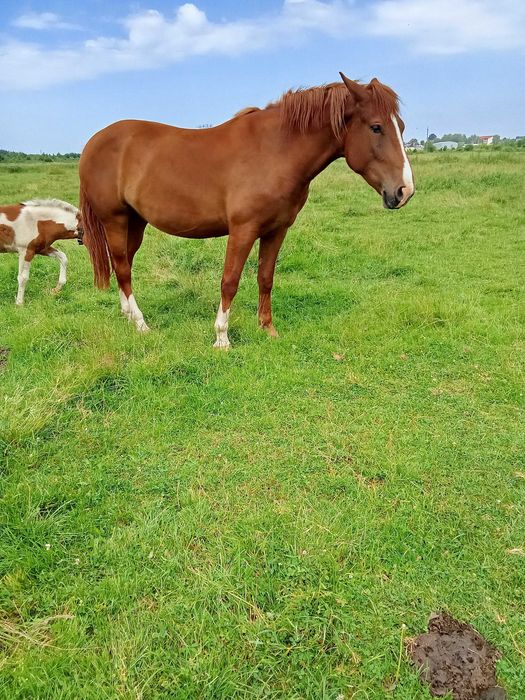 Продається лошиця