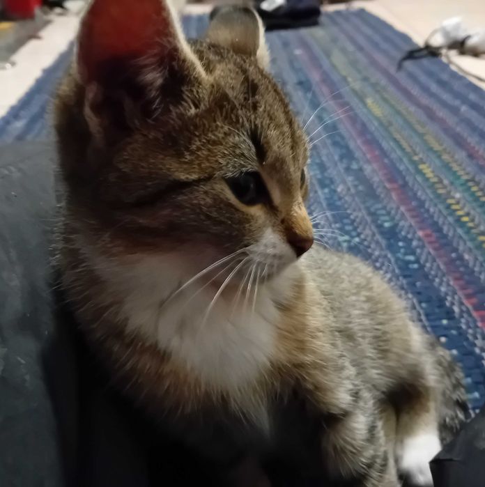 kocurek Gandalf  szuka domu 13 tyg