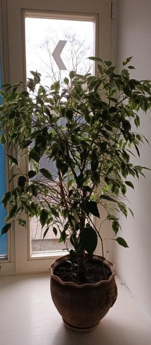 Великий красивий Фікус берізка