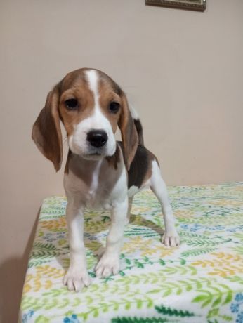 Suczka Beagle tricolor