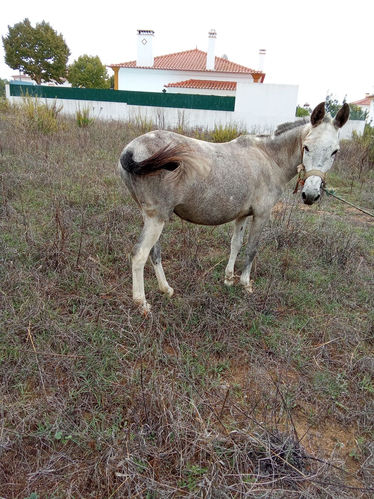 Troco macho com 4 anos muito monsimotado ter trabalho para ser rua est