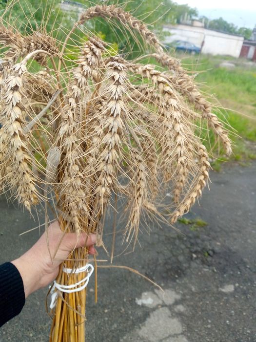 Колоски пшениці, букет пшениці, ячмінь