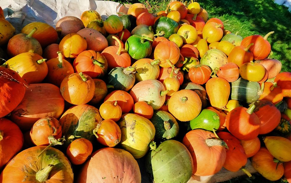 Dynia ekologiczna BIO niepryskana Hokkaido i inne