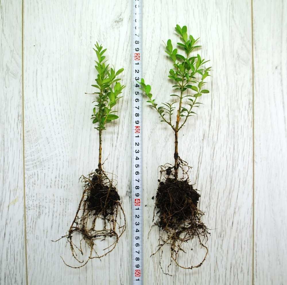 Bukszpan drobnolistny 'John Baldwin' Buxus 069