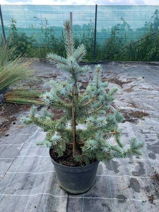 Ялина колюча "Хупсі", Picea pungens 'Hoopsii' С10